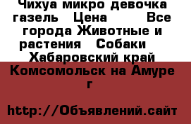 Чихуа микро девочка газель › Цена ­ 65 - Все города Животные и растения » Собаки   . Хабаровский край,Комсомольск-на-Амуре г.